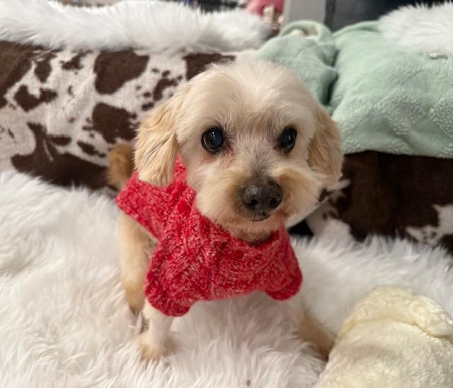 Ralph, an adopted mixed breed in Foster, RI image 4/6