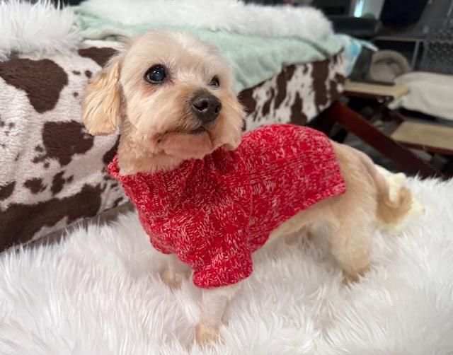 Ralph, an adopted mixed breed in Foster, RI image 6/6