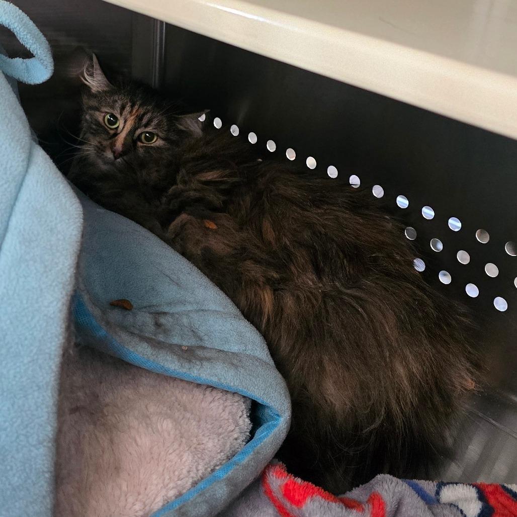 Enlarge Wild Thing NM, a Adoptable Domestic Long Hair in Denver, CO image 1/1