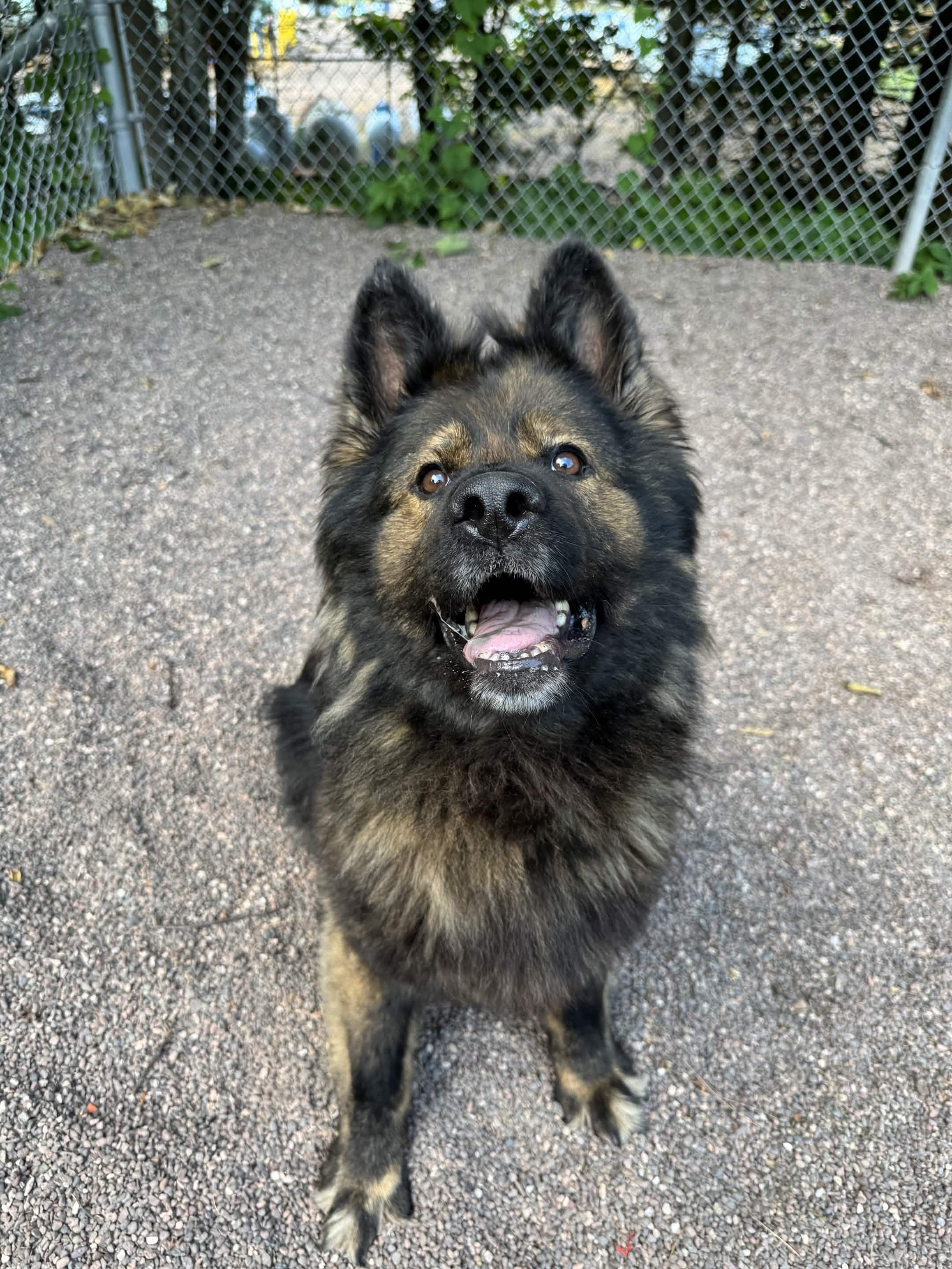 Bumble, an adopted German Shepherd Dog in Houghton, MI image 2/6