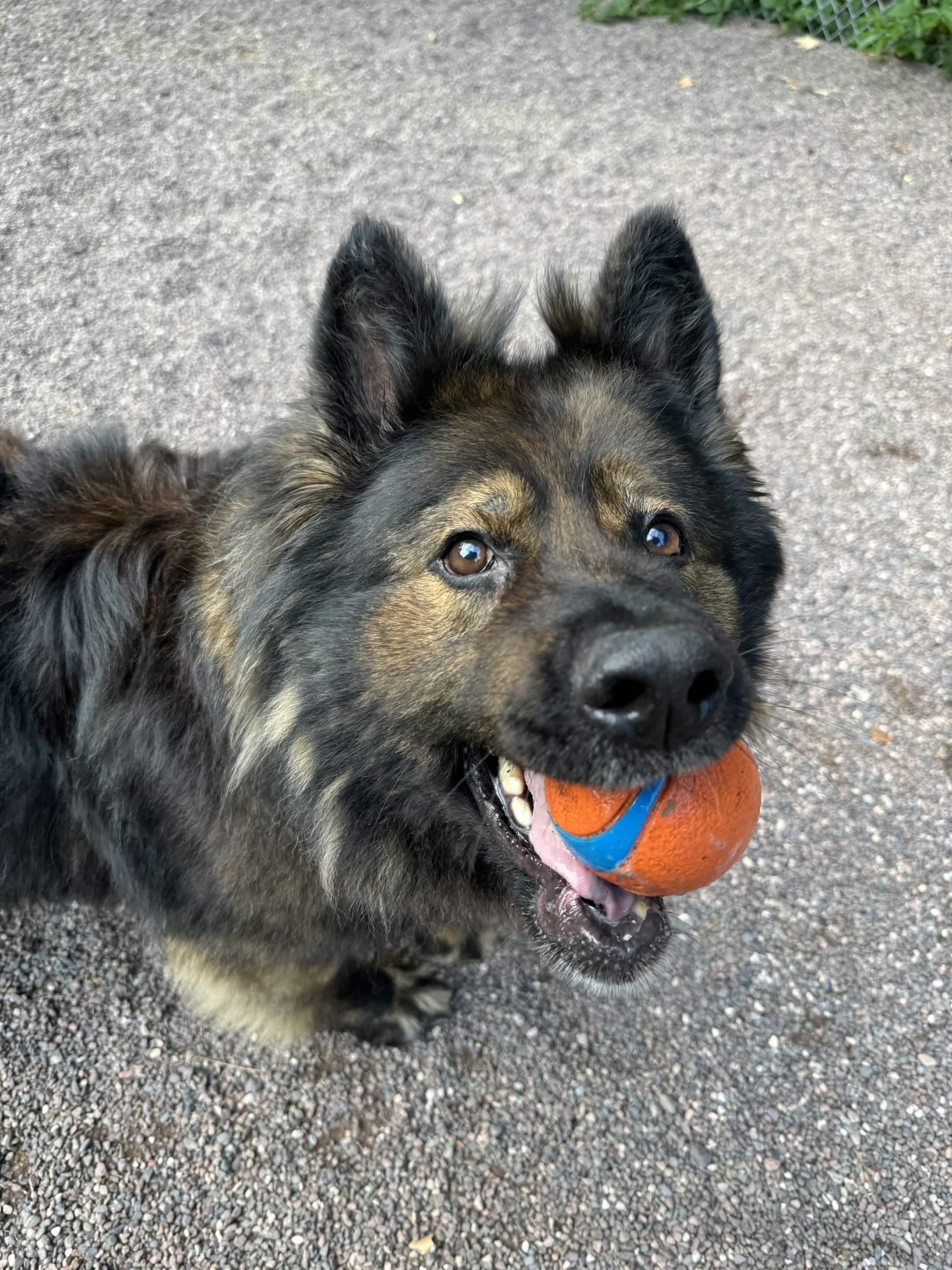 Bumble, an adopted German Shepherd Dog in Houghton, MI image 1/6