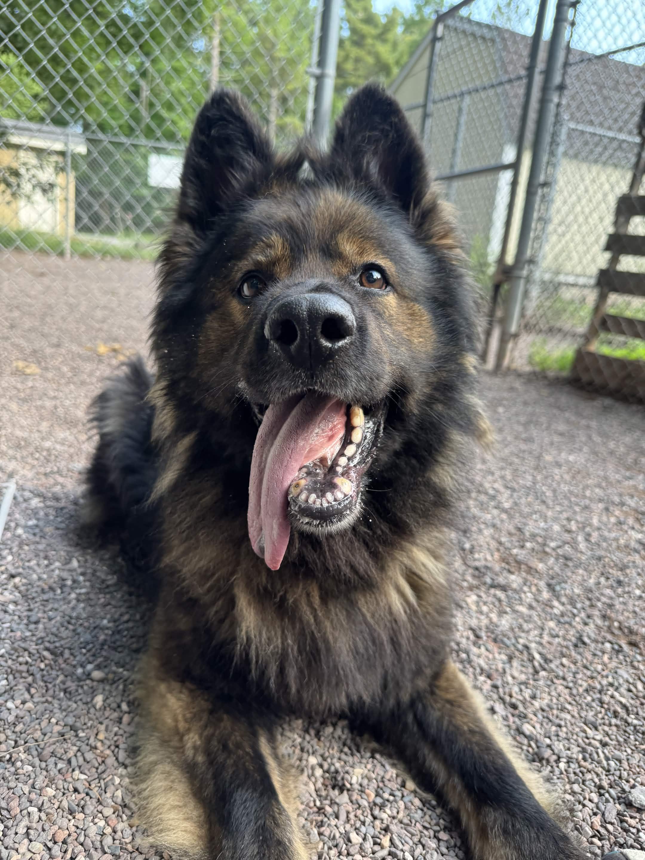 Bumble, an adopted German Shepherd Dog in Houghton, MI image 3/6