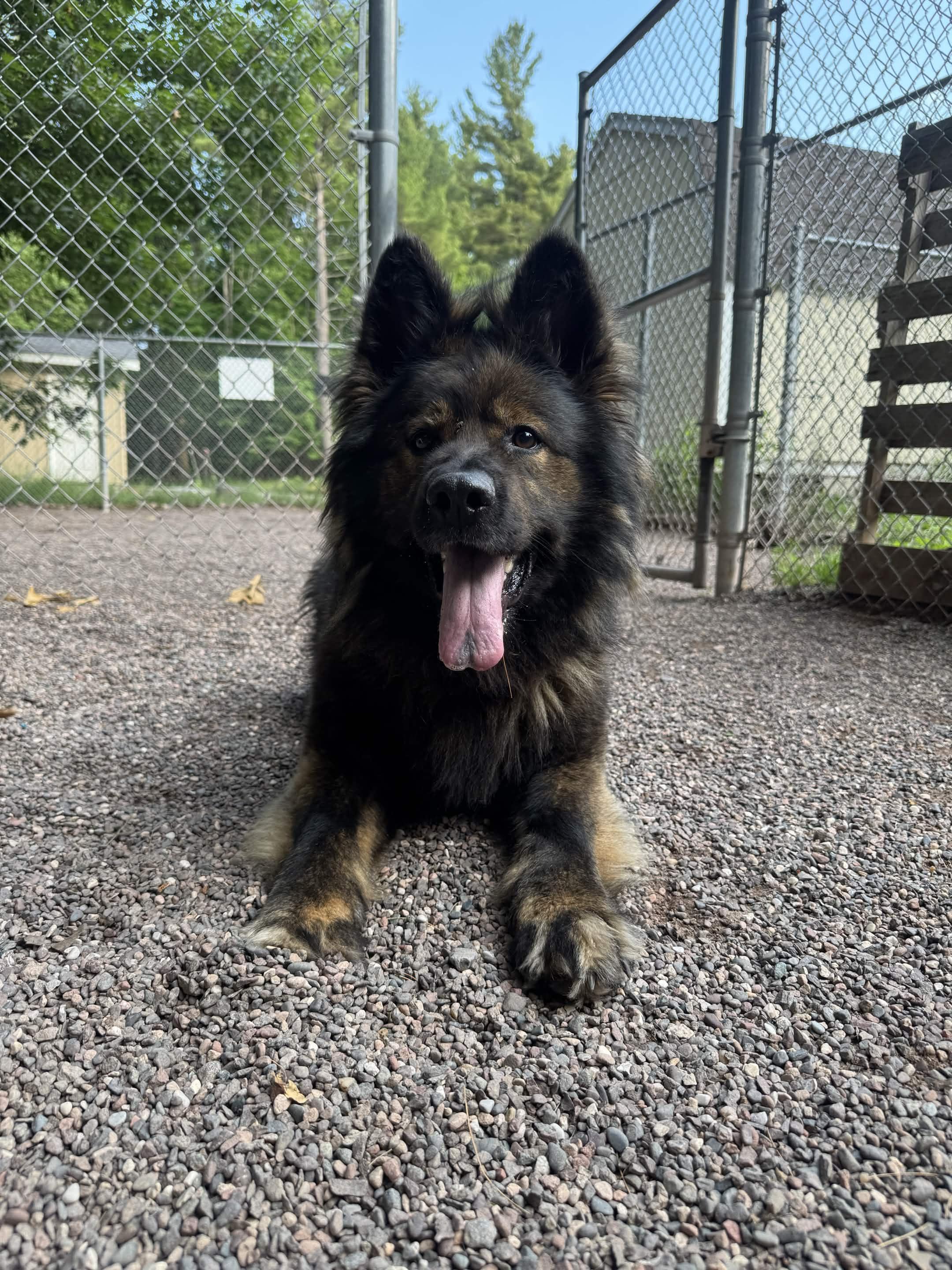 Bumble, an adopted German Shepherd Dog in Houghton, MI image 6/6