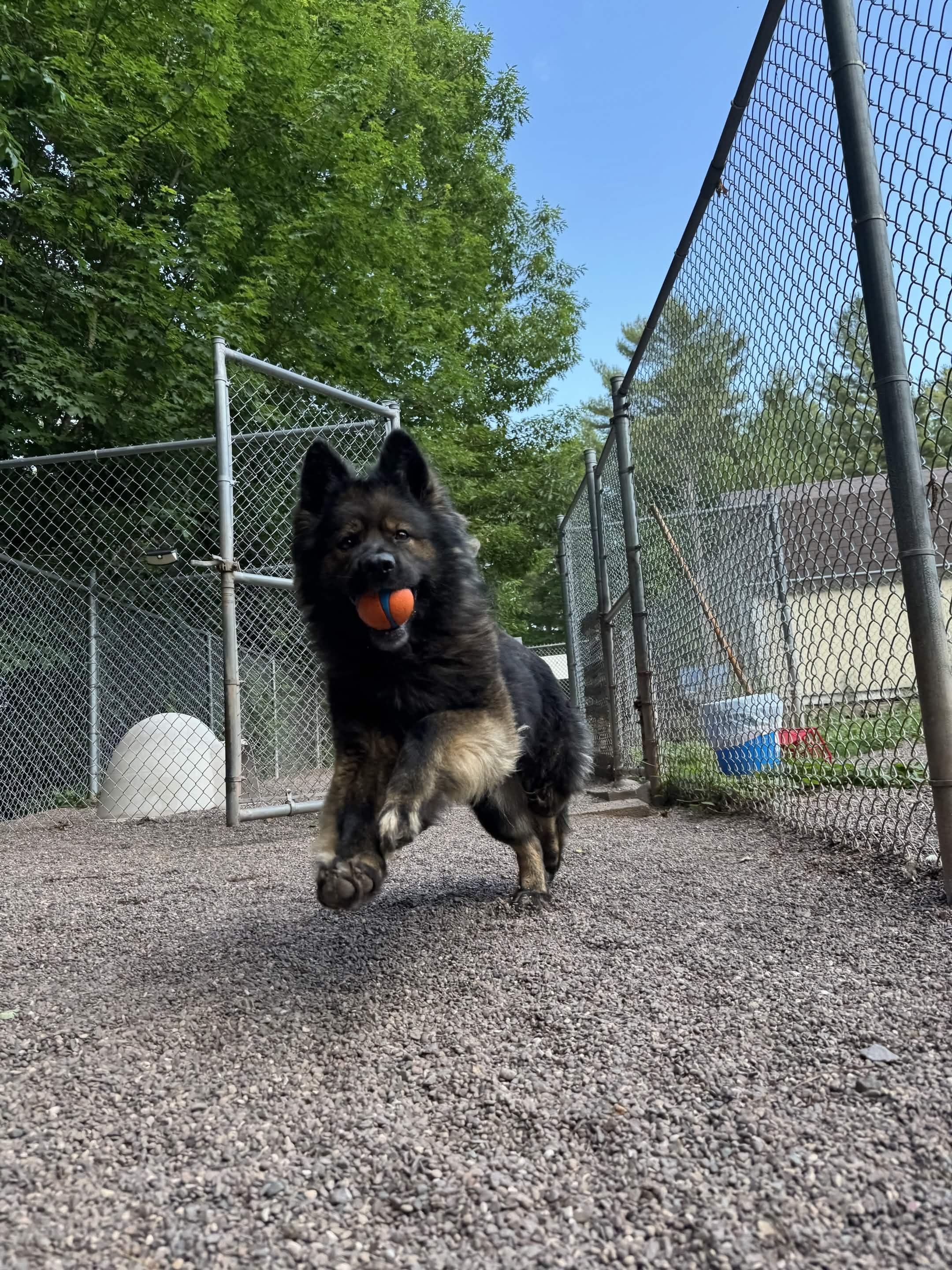Bumble, an adopted German Shepherd Dog in Houghton, MI image 5/6