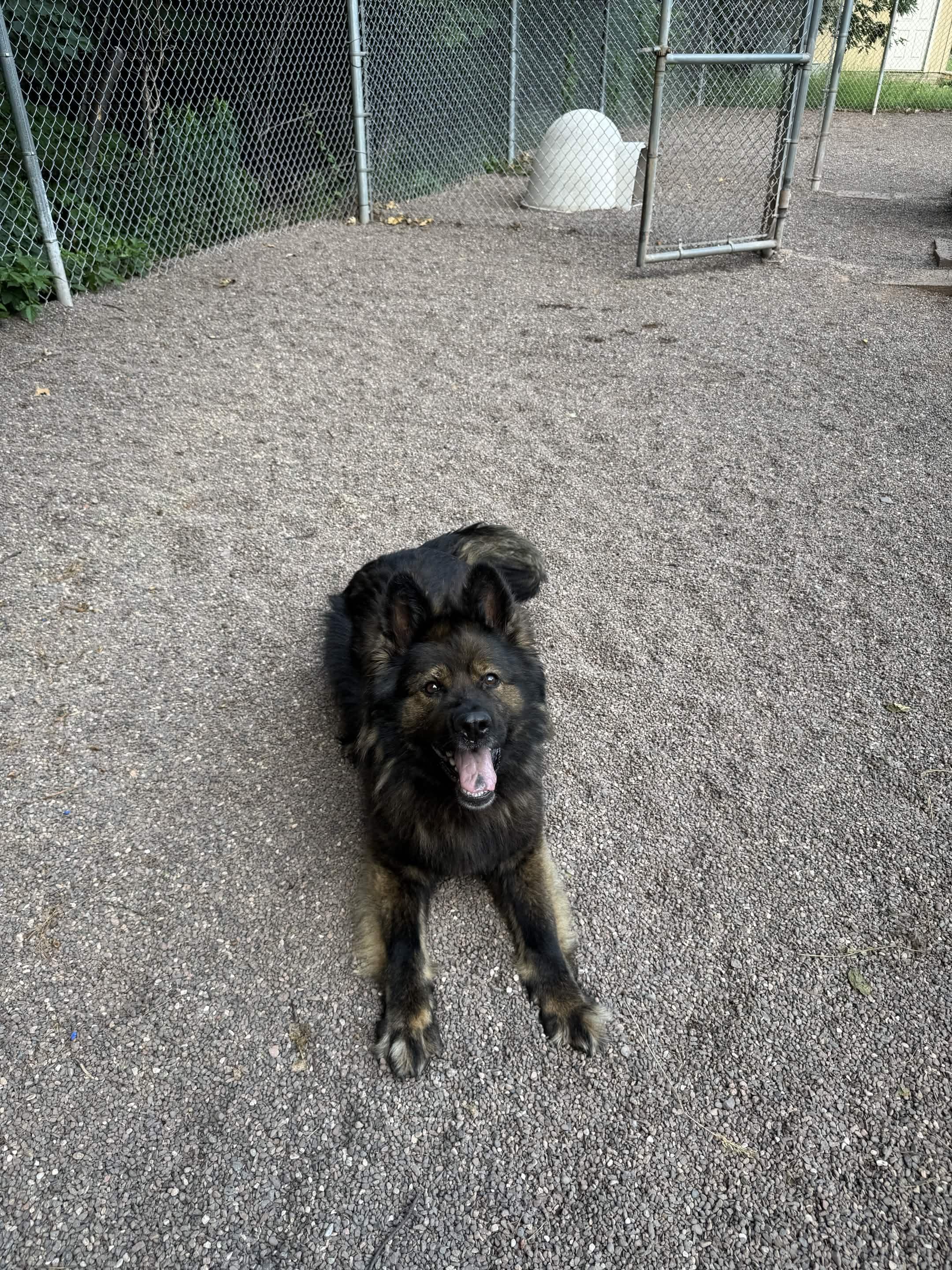 Bumble, an adopted German Shepherd Dog in Houghton, MI image 4/6