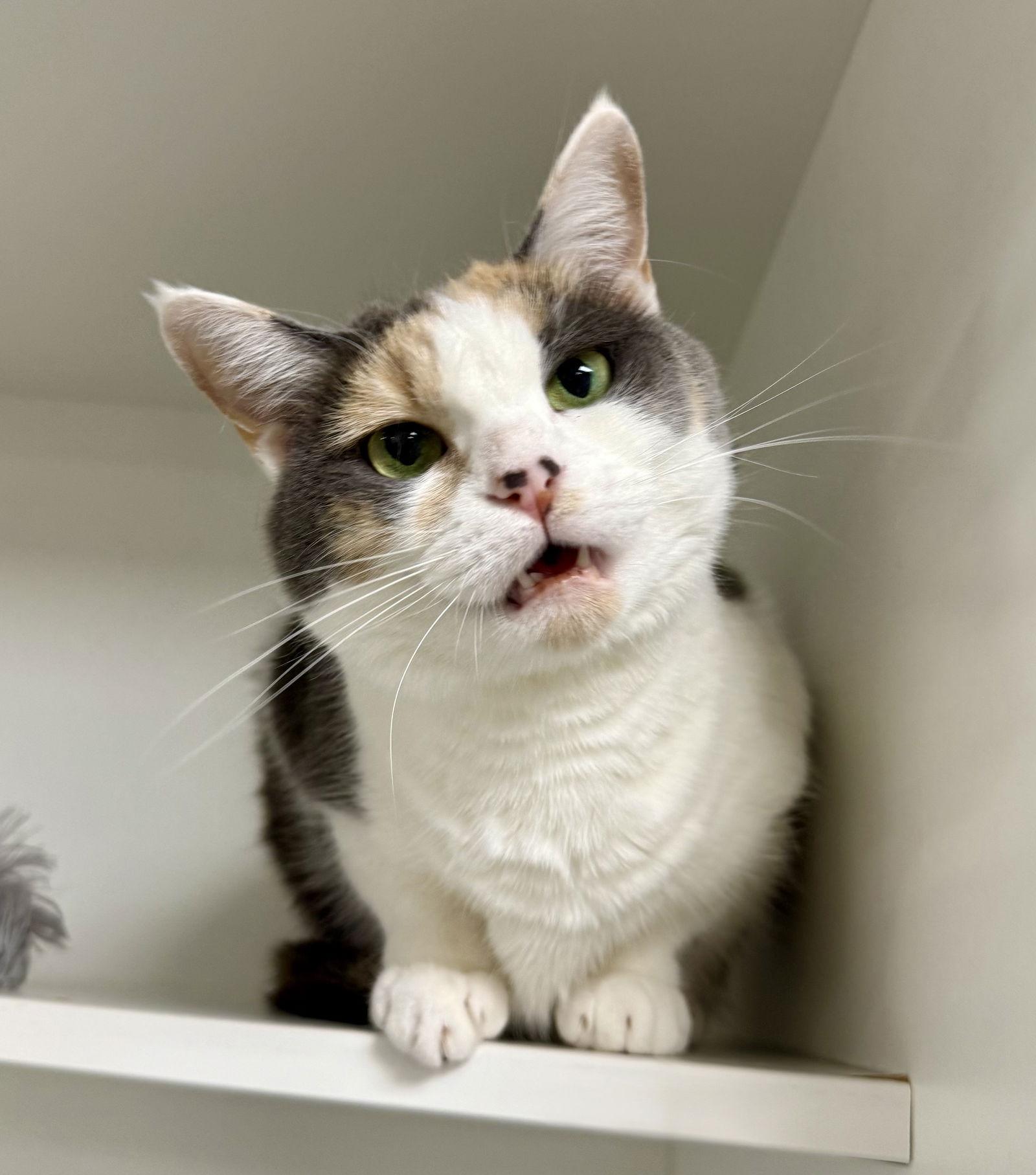 Zhara, Adoptable, Young Female Domestic Short Hair.