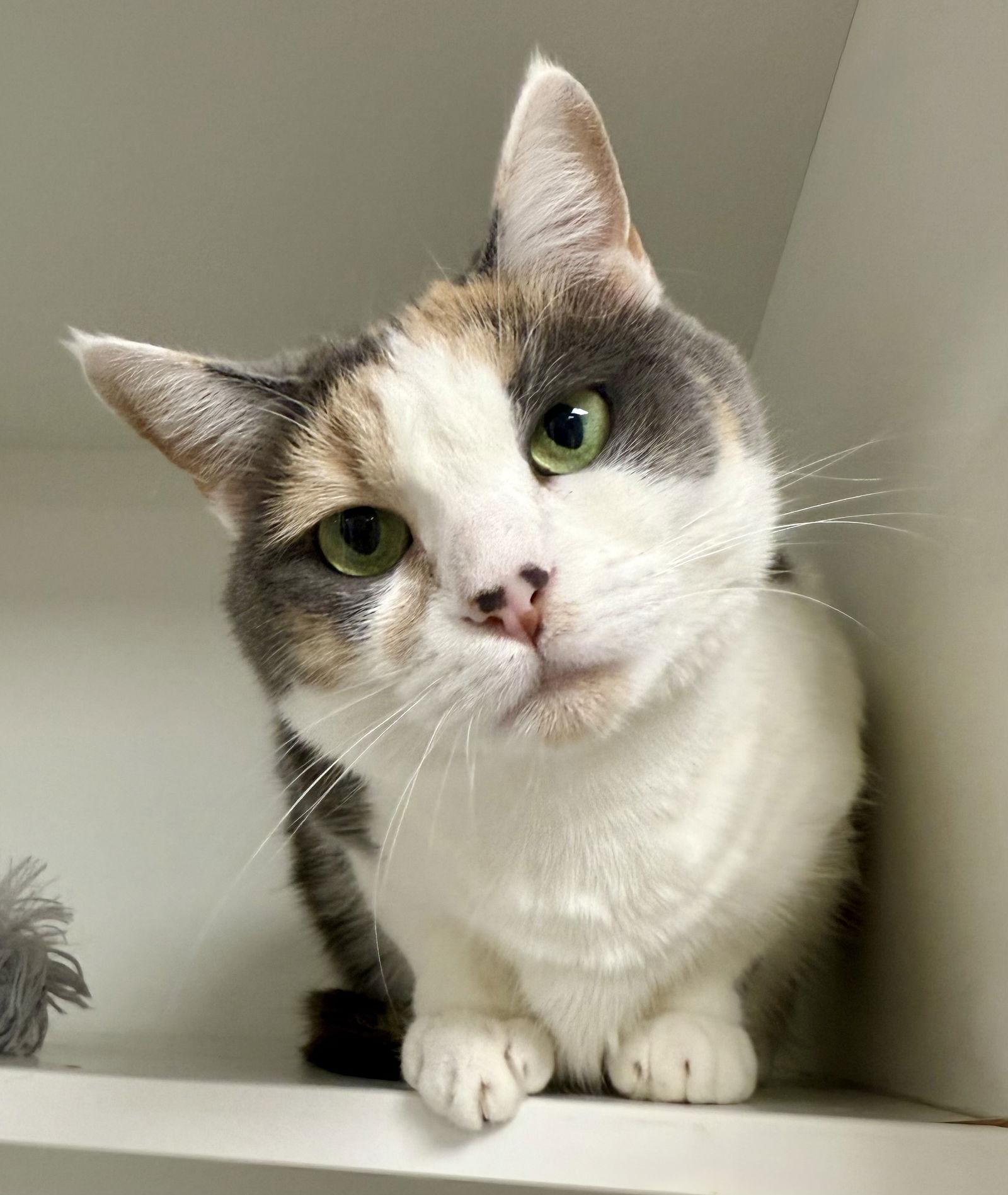 Enlarge Zhara, a Adoptable Domestic Short Hair in Satellite Beach, FL image 2/3