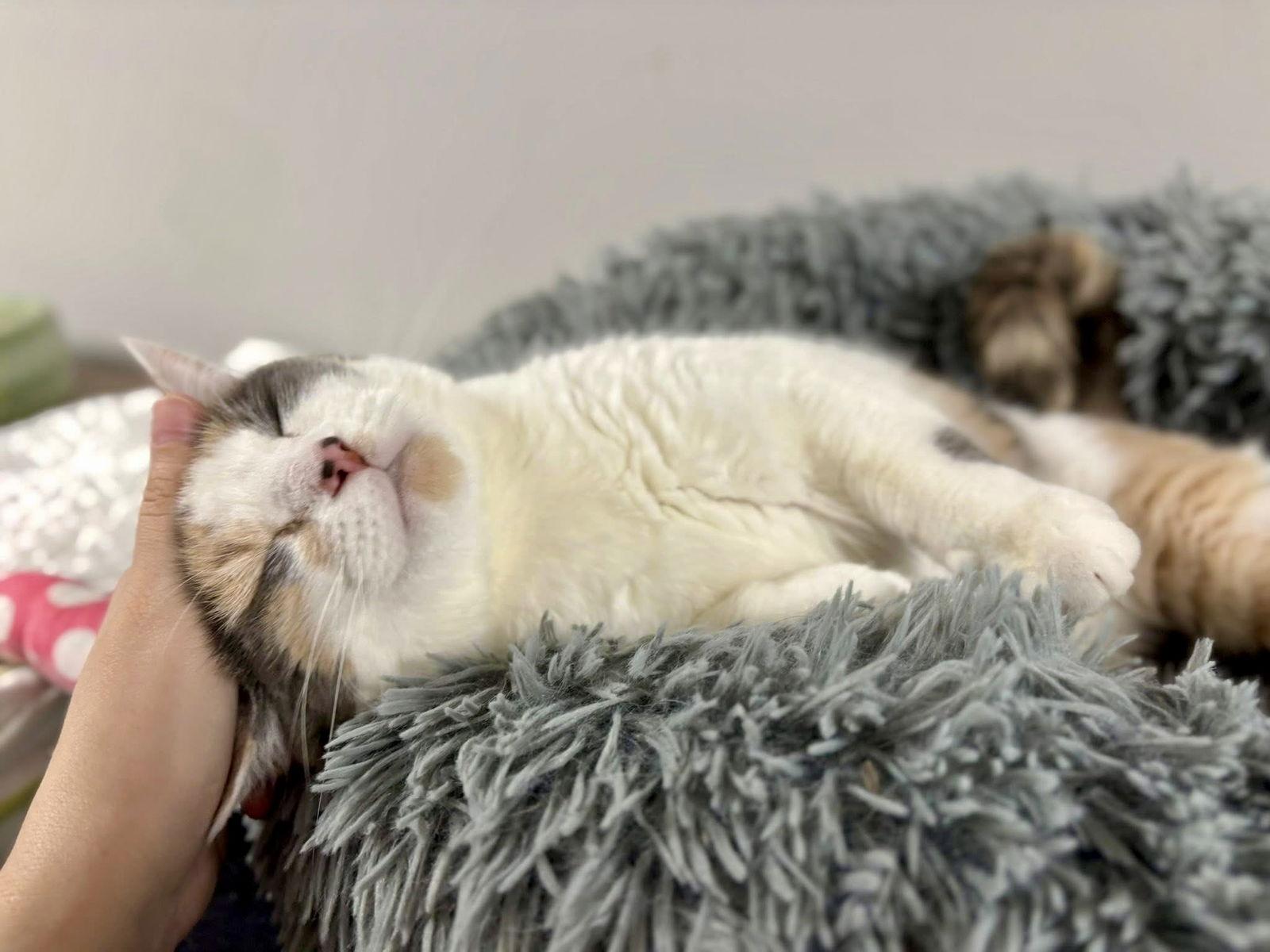 Enlarge Zhara, a Adoptable Domestic Short Hair in Satellite Beach, FL image 3/3