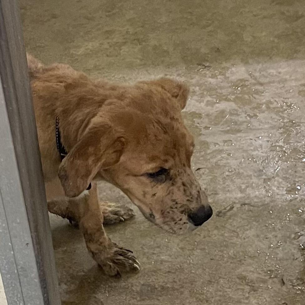 Dottie, a Adoptable mixed breed in Oak Hill, WV image 1/6