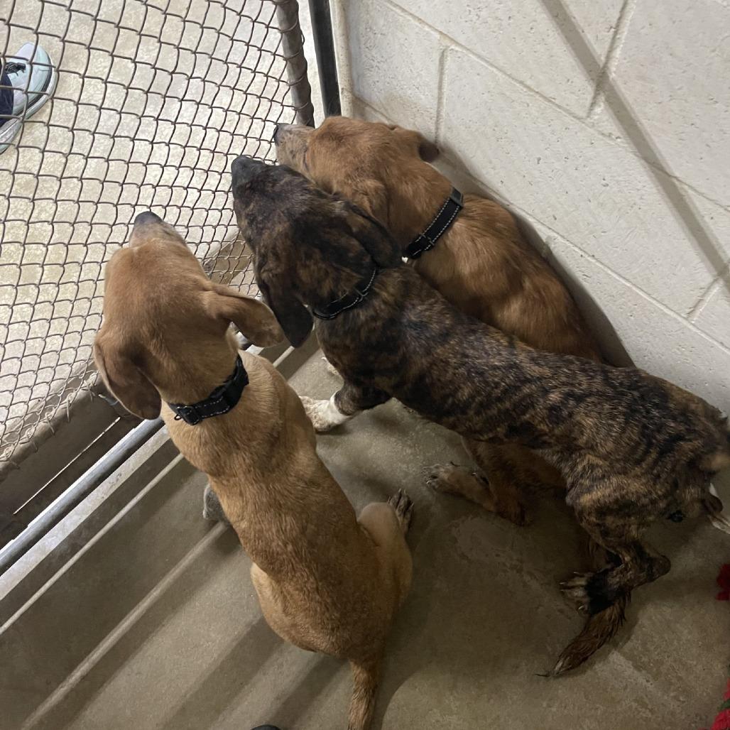 Dottie, a Adoptable mixed breed in Oak Hill, WV image 2/6