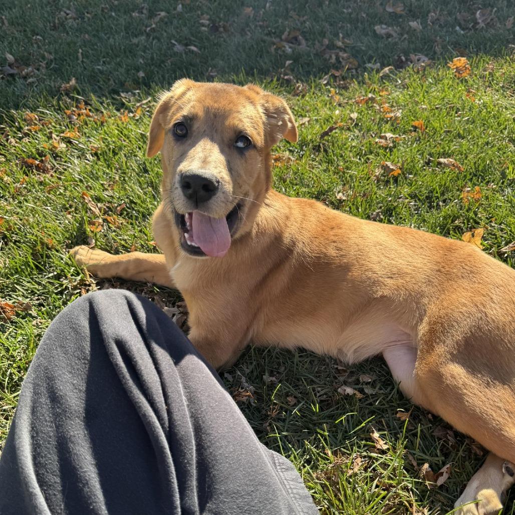 Dottie, a Adoptable mixed breed in Oak Hill, WV image 3/6