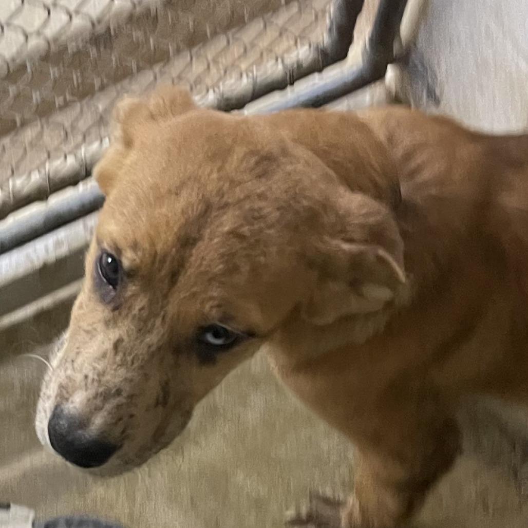 Dottie, a Adoptable mixed breed in Oak Hill, WV image 4/6