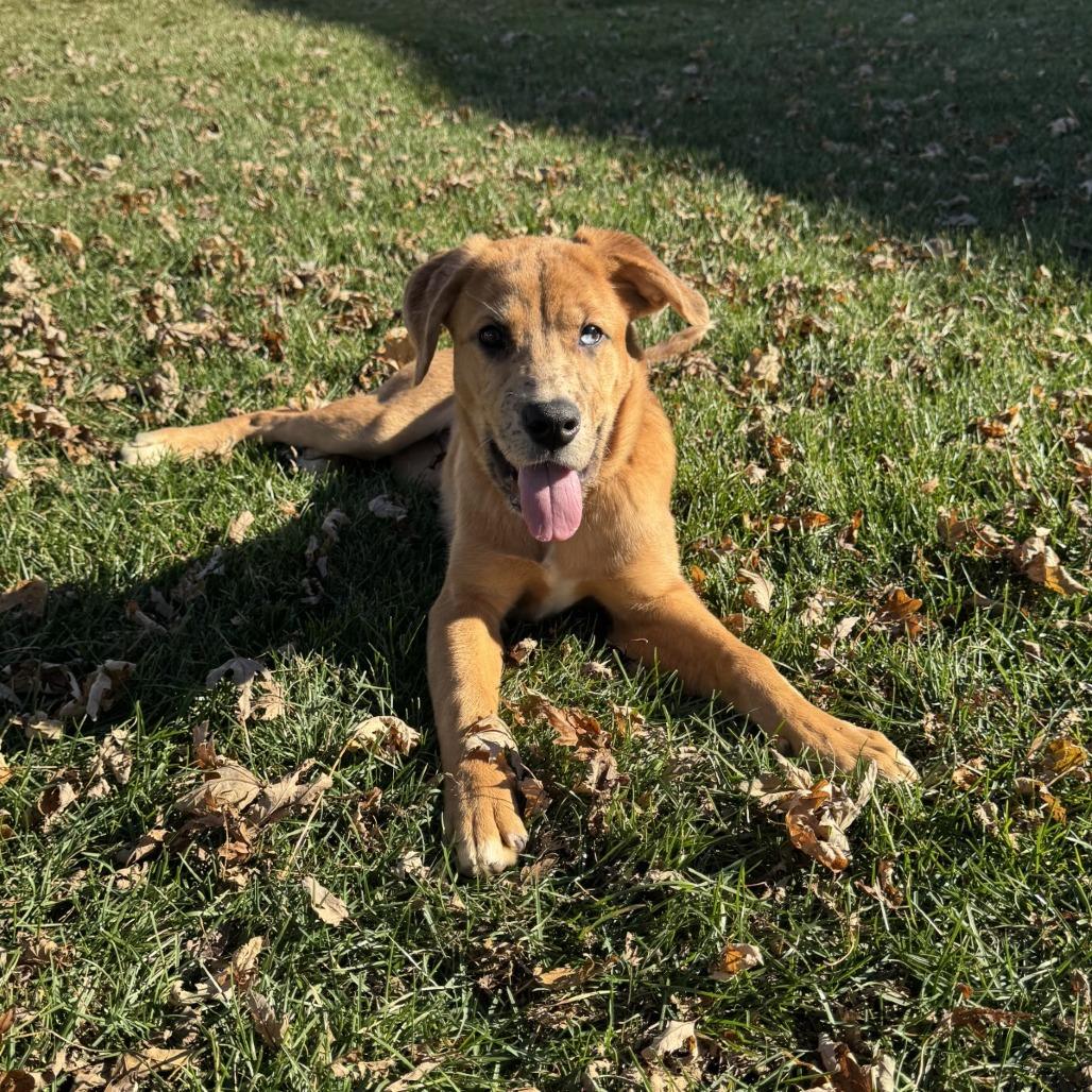 Dottie, a Adoptable mixed breed in Oak Hill, WV image 5/6