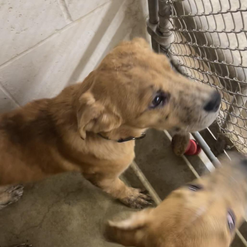 Dottie, a Adoptable mixed breed in Oak Hill, WV image 6/6