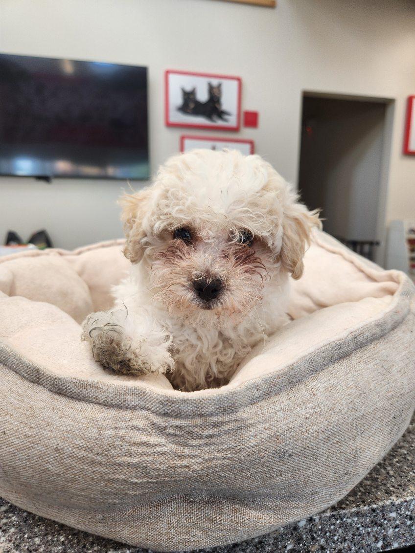 Enlarge Snickerdoodle, an adopted mixed breed in New Rochelle, NY image 1/1