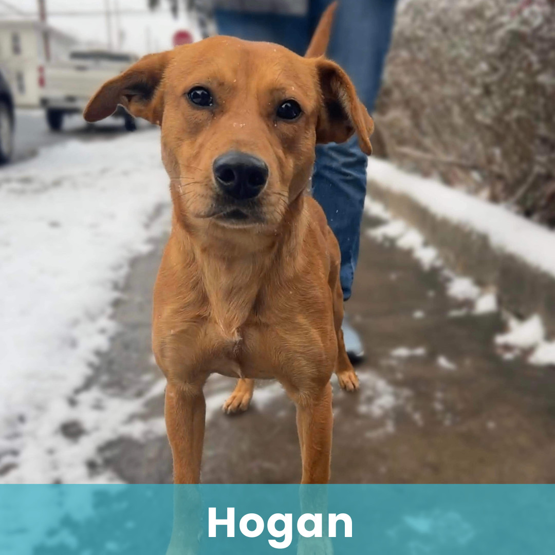 Hogan
