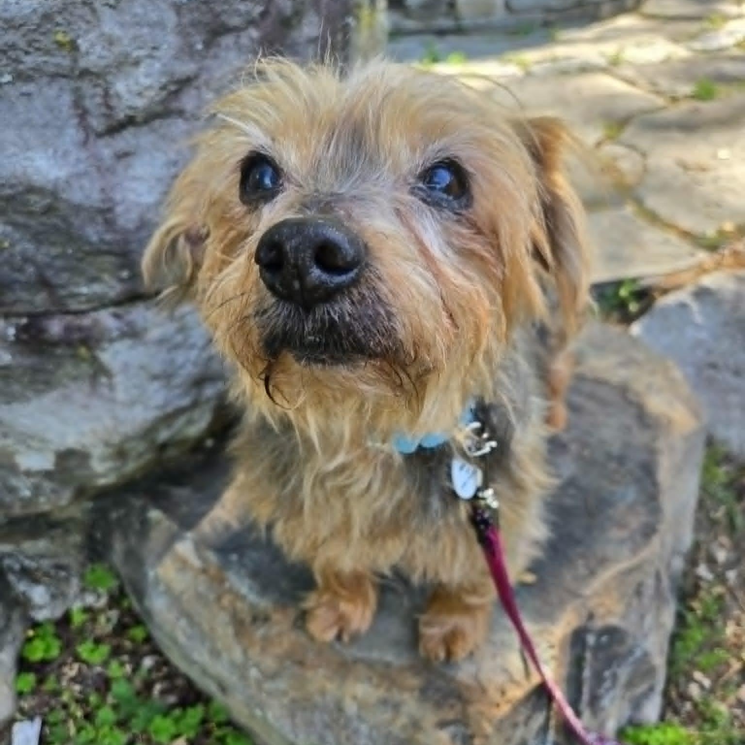 Tucker, an adoptable mixed breed in Severn, MD image 2/6