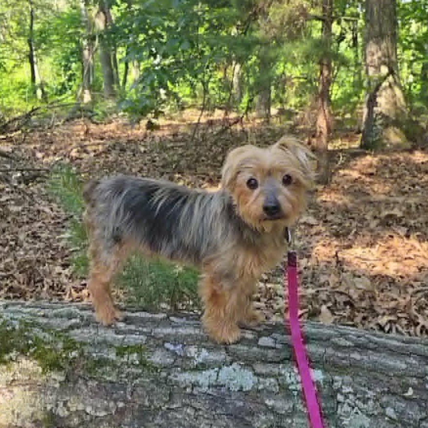 Tucker, an adoptable mixed breed in Severn, MD image 5/6