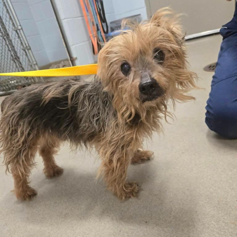 Tucker, an adoptable mixed breed in Severn, MD image 6/6