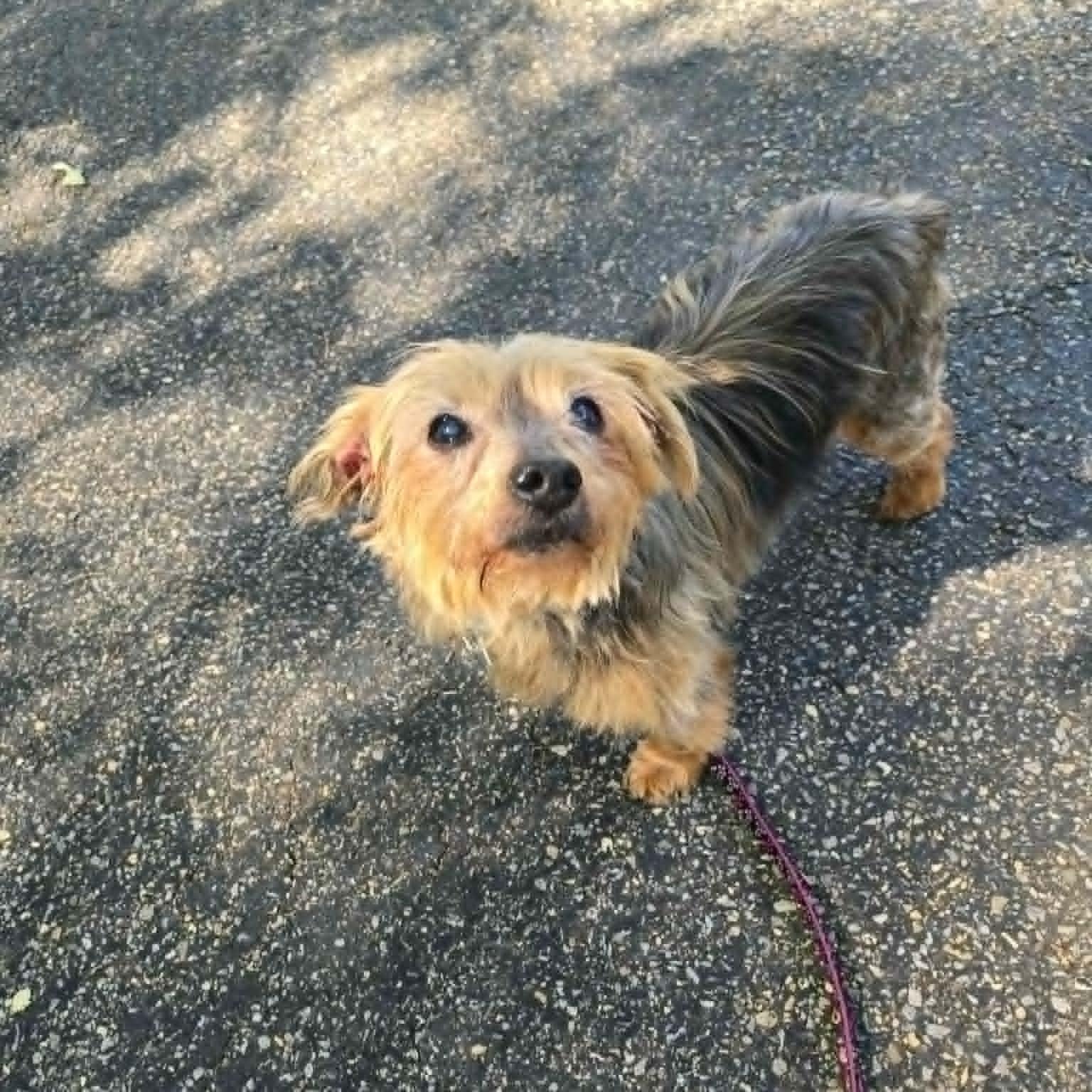 Tucker, an adoptable mixed breed in Severn, MD image 3/6