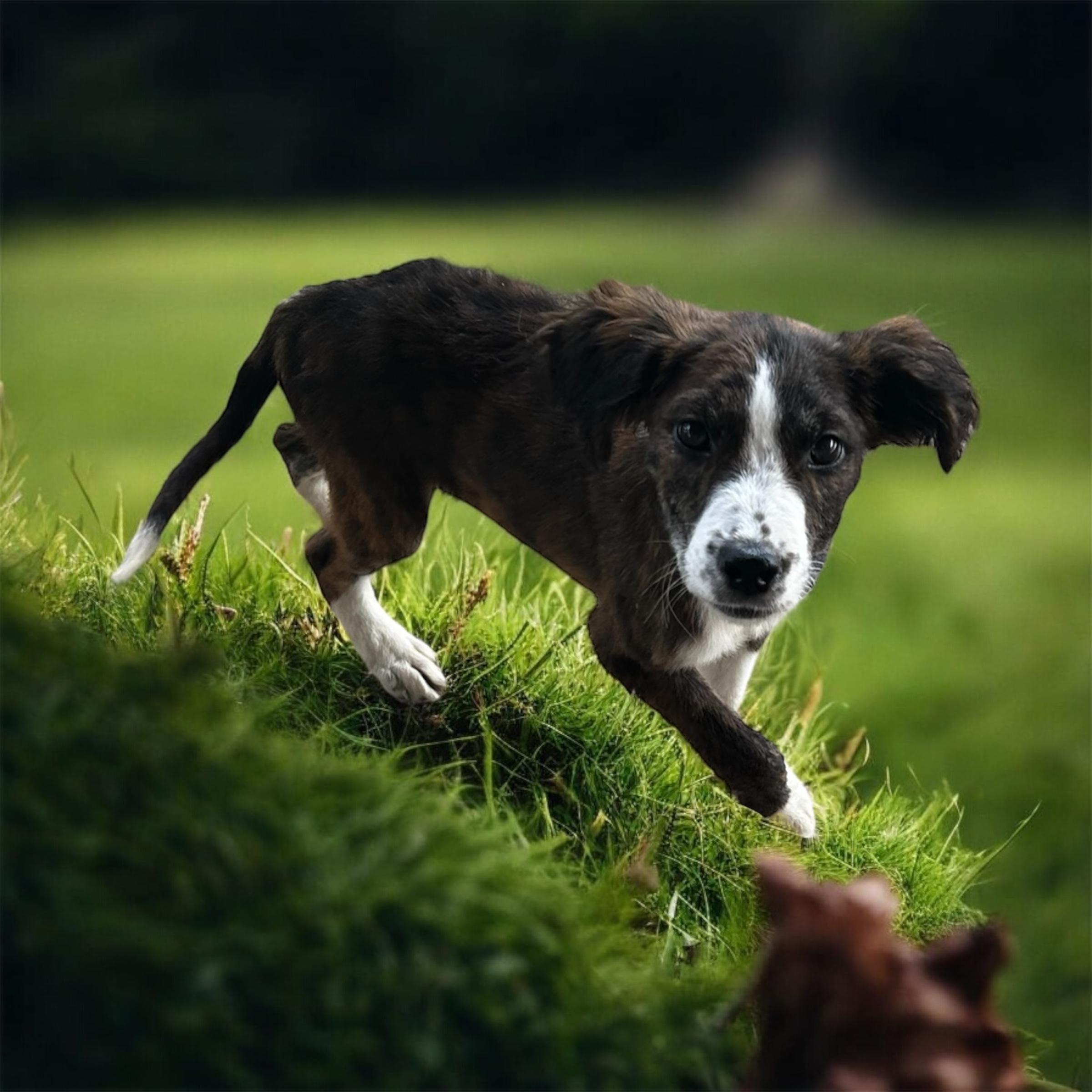 Pip photo 2