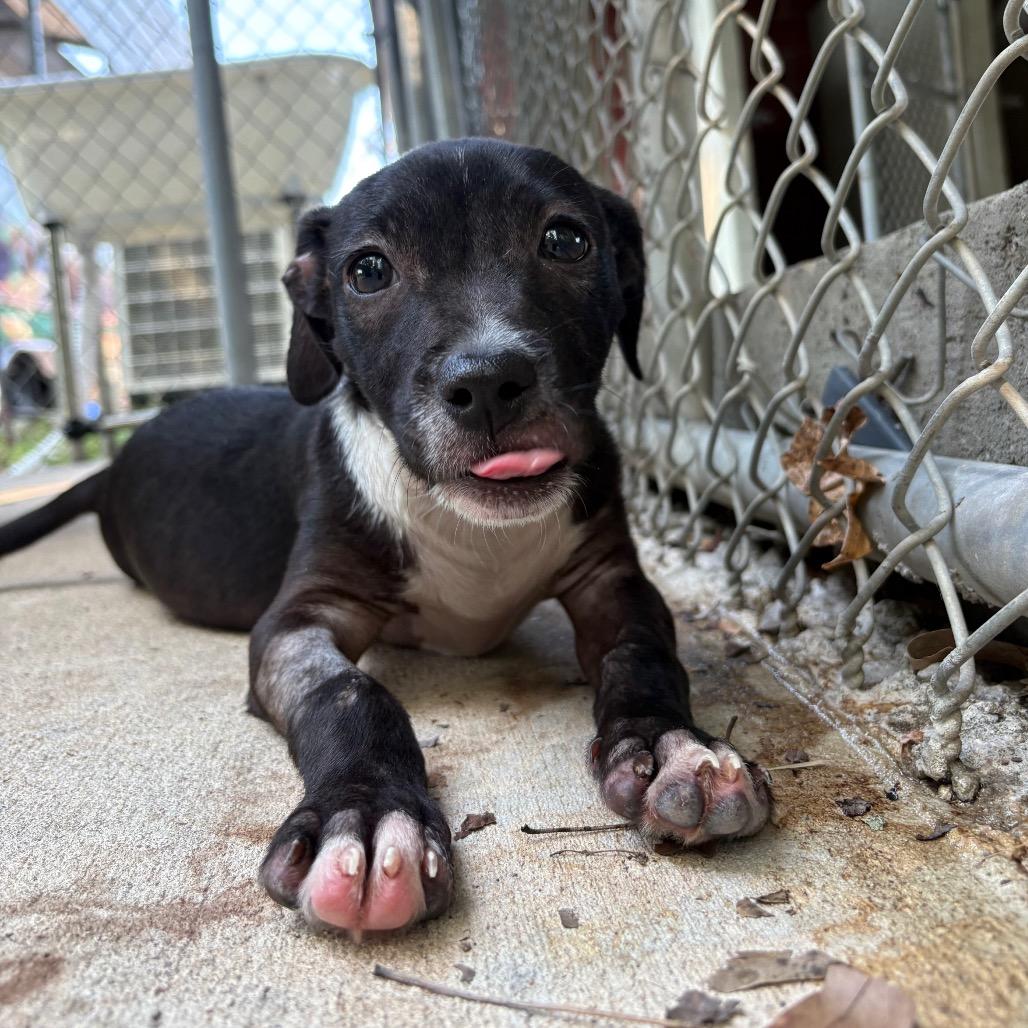 Enlarge Magpie, a Adoptable mixed breed in Cabot, AR image 1/4