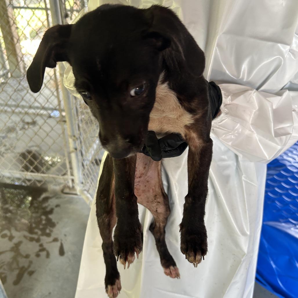 Enlarge Magpie, a Adoptable mixed breed in Cabot, AR image 2/4