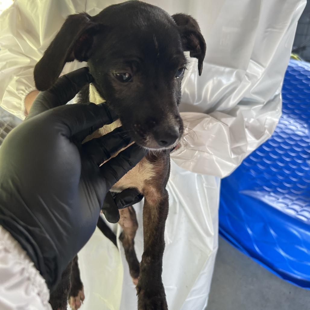 Enlarge Magpie, a Adoptable mixed breed in Cabot, AR image 3/4