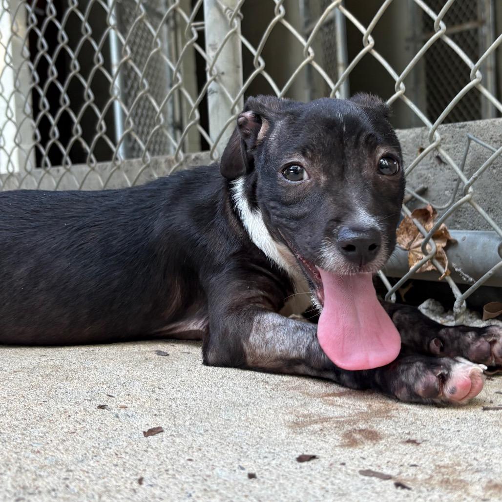 Enlarge Magpie, a Adoptable mixed breed in Cabot, AR image 4/4
