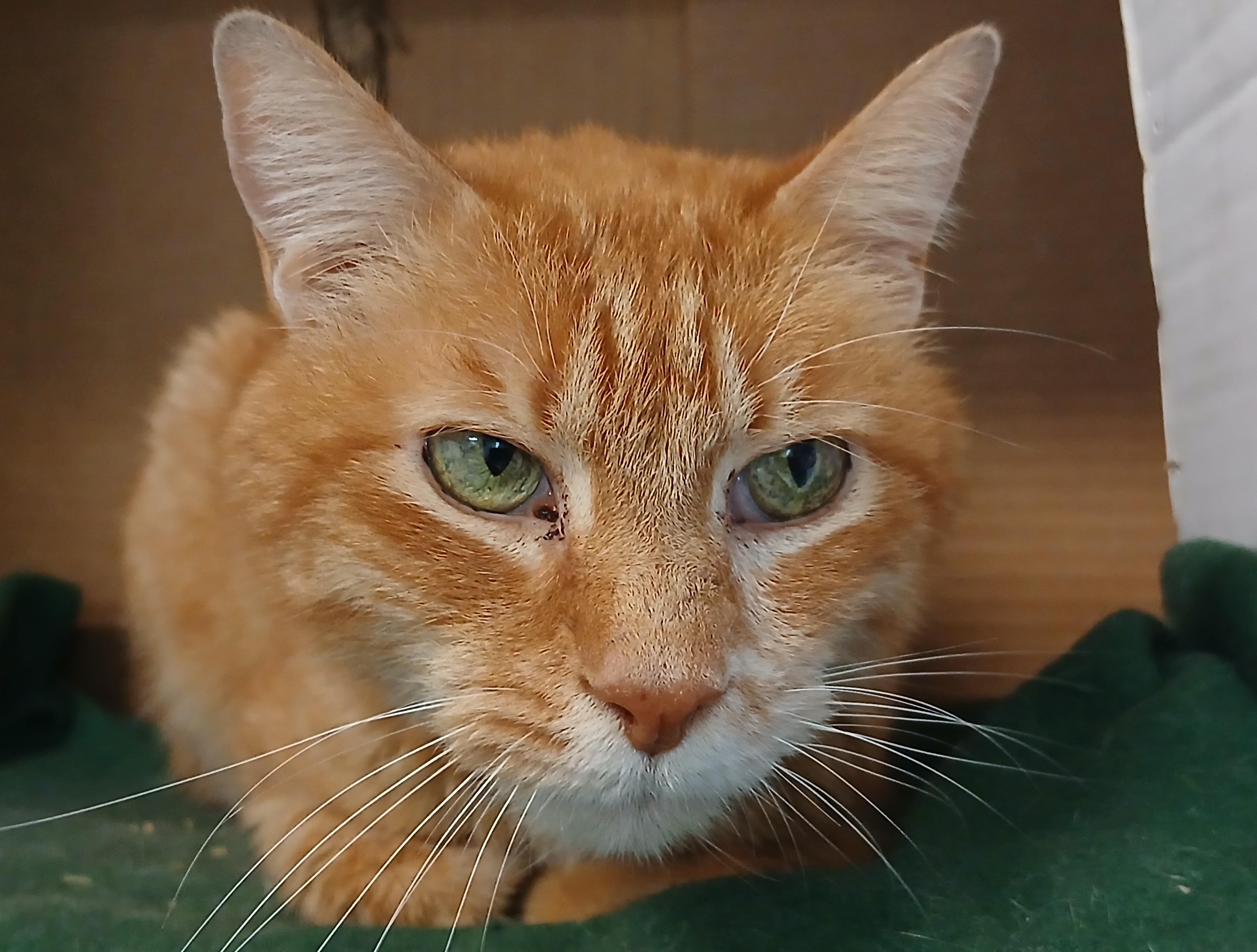 Spencer, Adoptable, Senior Male Domestic Short Hair.