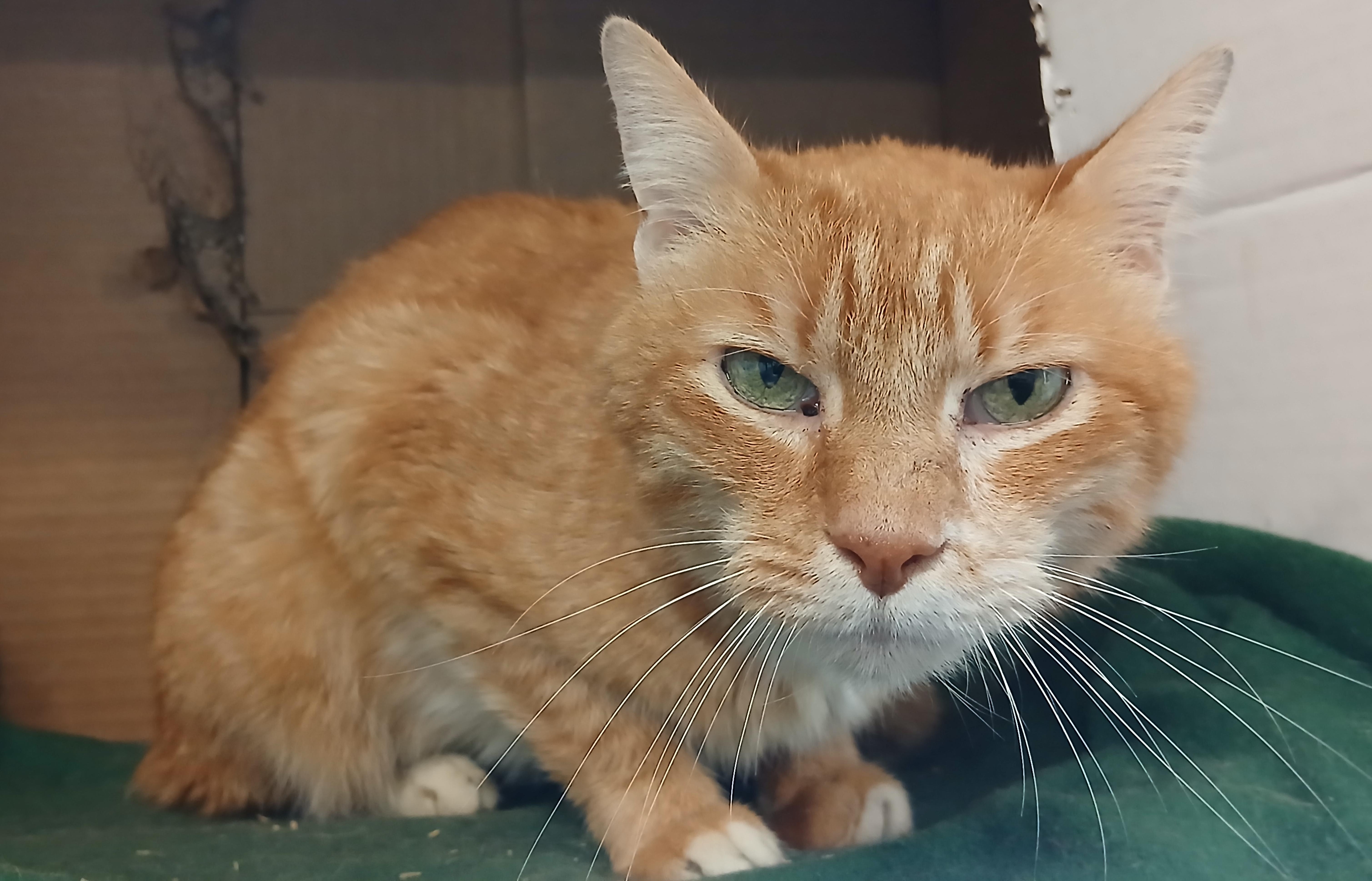 Enlarge Spencer, a Adoptable Domestic Short Hair in Cullowhee, NC image 4/4