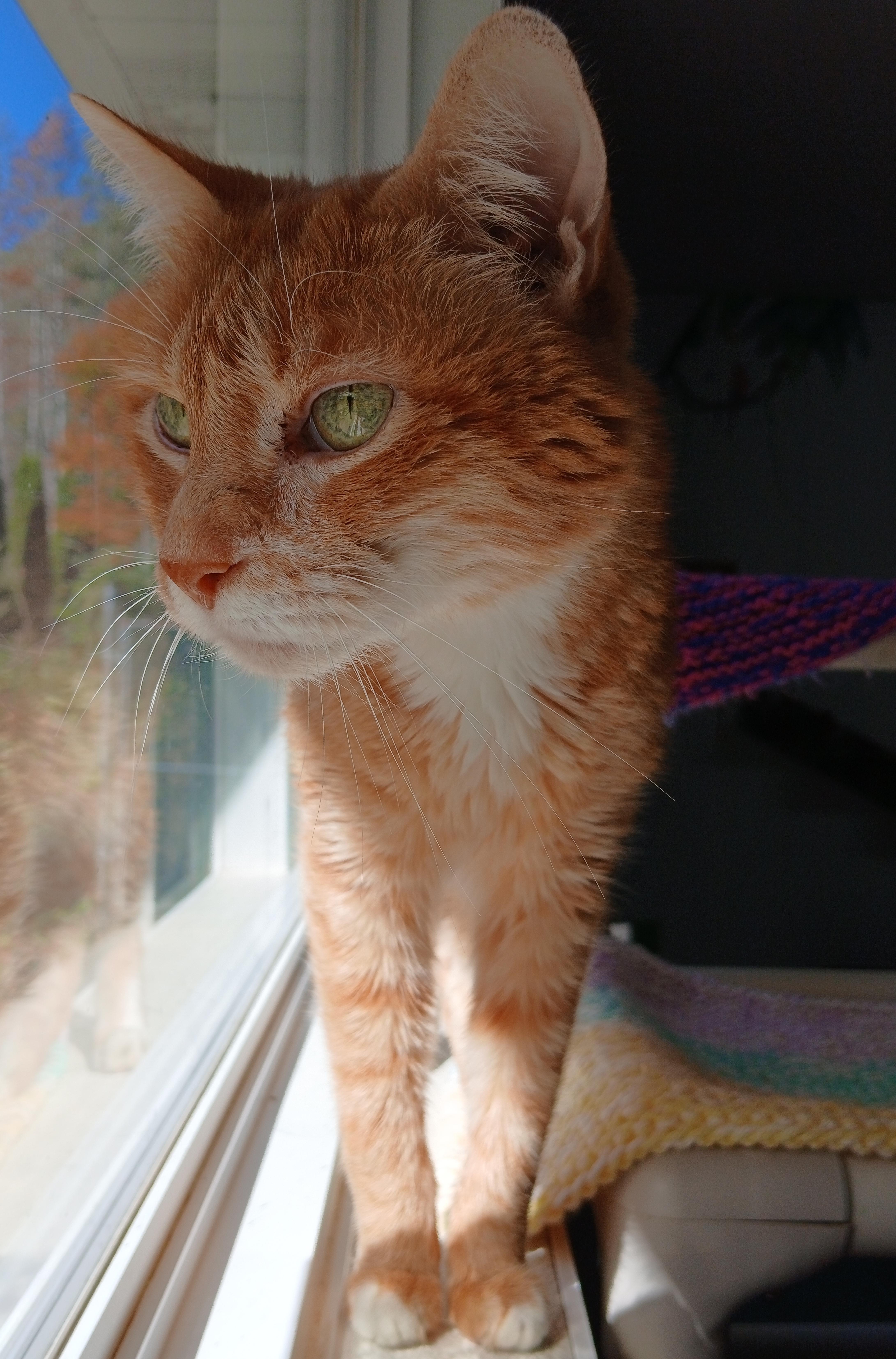 Enlarge Spencer, a Adoptable Domestic Short Hair in Cullowhee, NC image 2/4