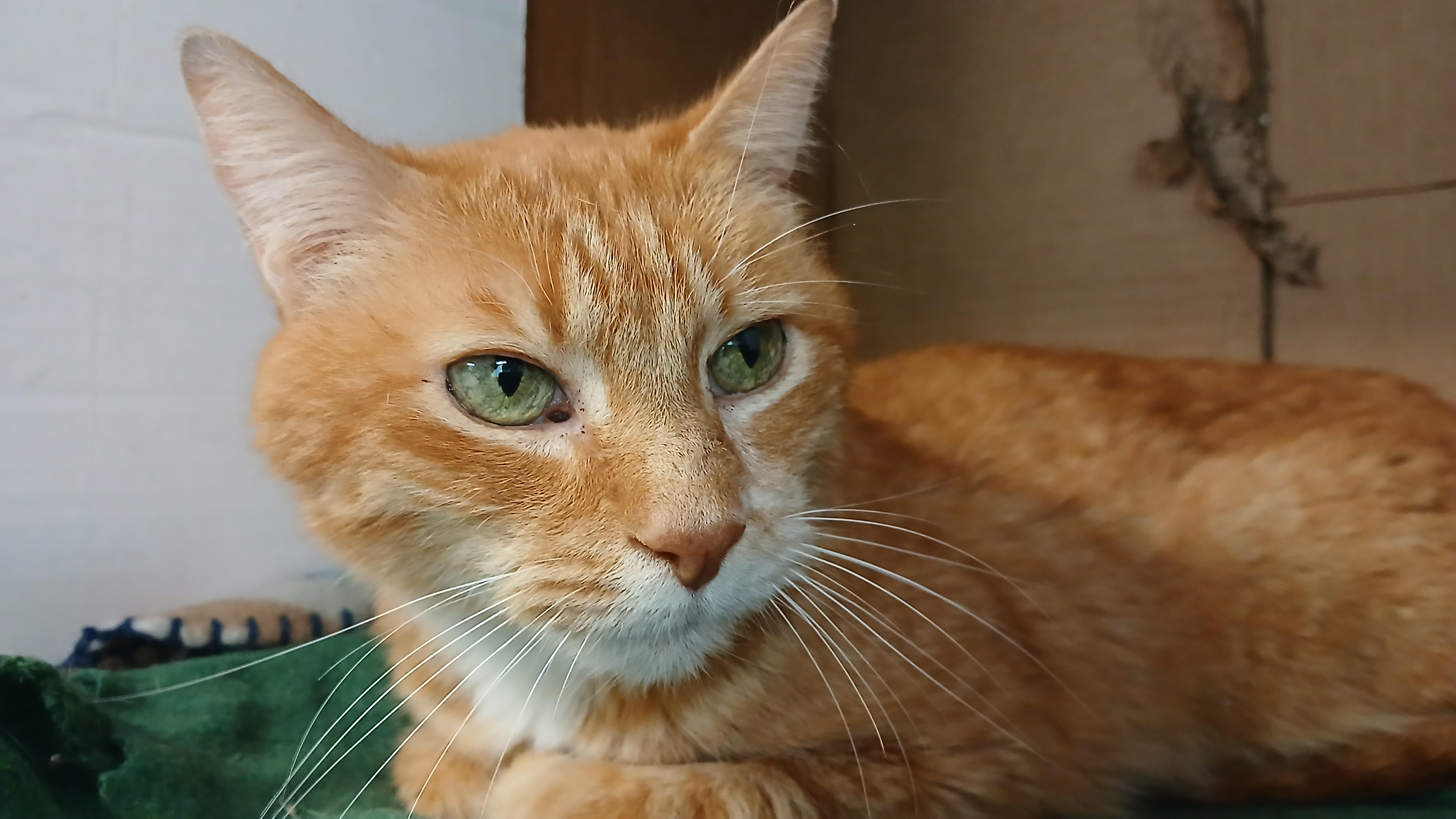 Enlarge Spencer, a Adoptable Domestic Short Hair in Cullowhee, NC image 3/4