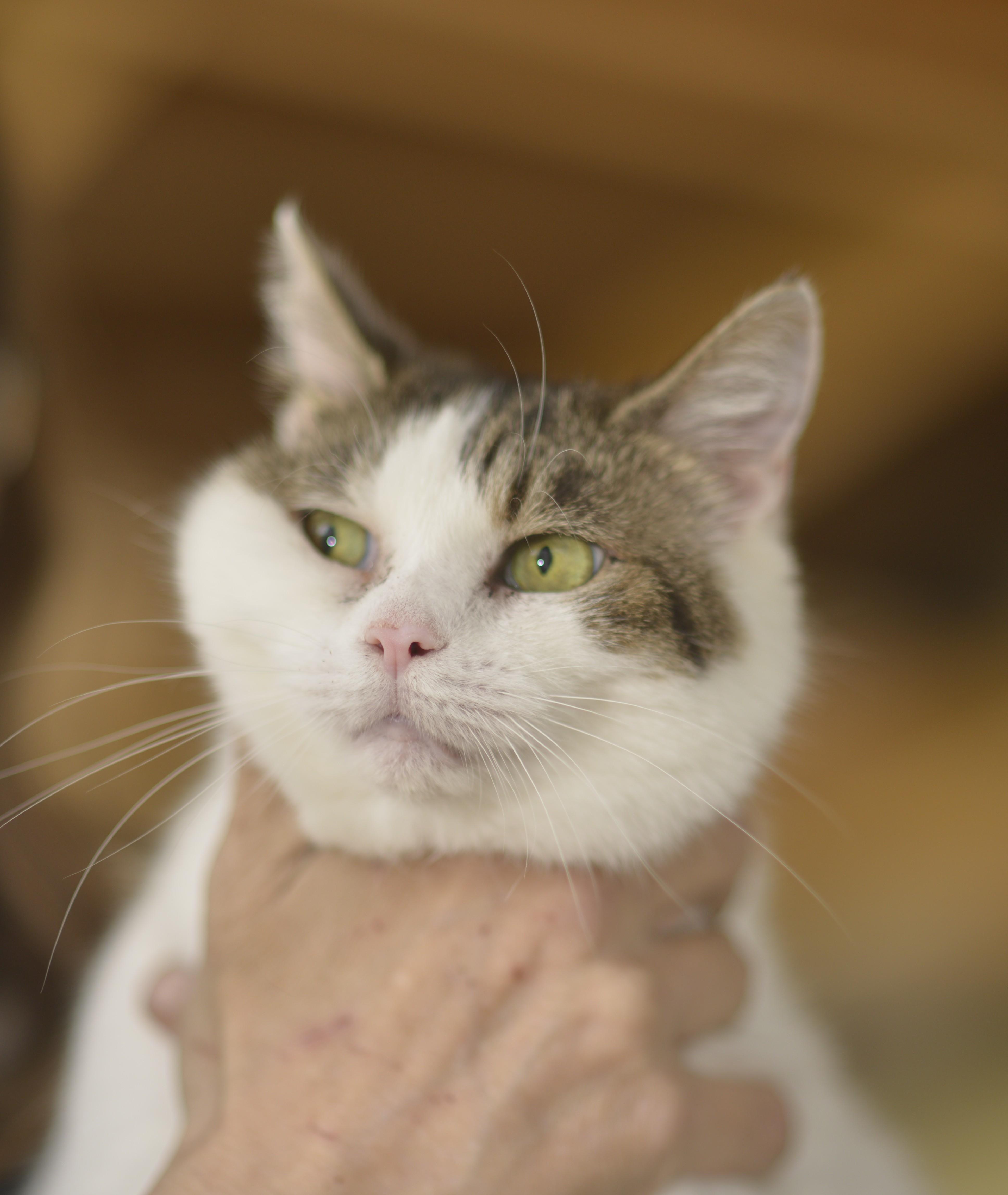 Enlarge Bo, an adopted Domestic Short Hair in Mount Pleasant, PA image 1/1