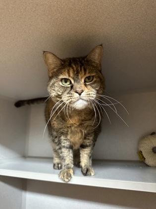 Nala, a Adoptable Domestic Short Hair in Bensalem, PA image 1/3
