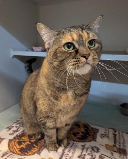Nala, Adoptable, Adult Female Domestic Short Hair & Domestic Short Hair.