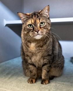 Nala, a Adoptable Domestic Short Hair in Bensalem, PA image 2/3