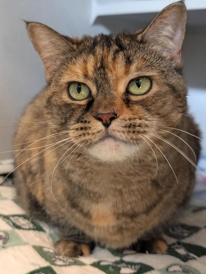 Nala, a Adoptable Domestic Short Hair in Bensalem, PA image 3/3