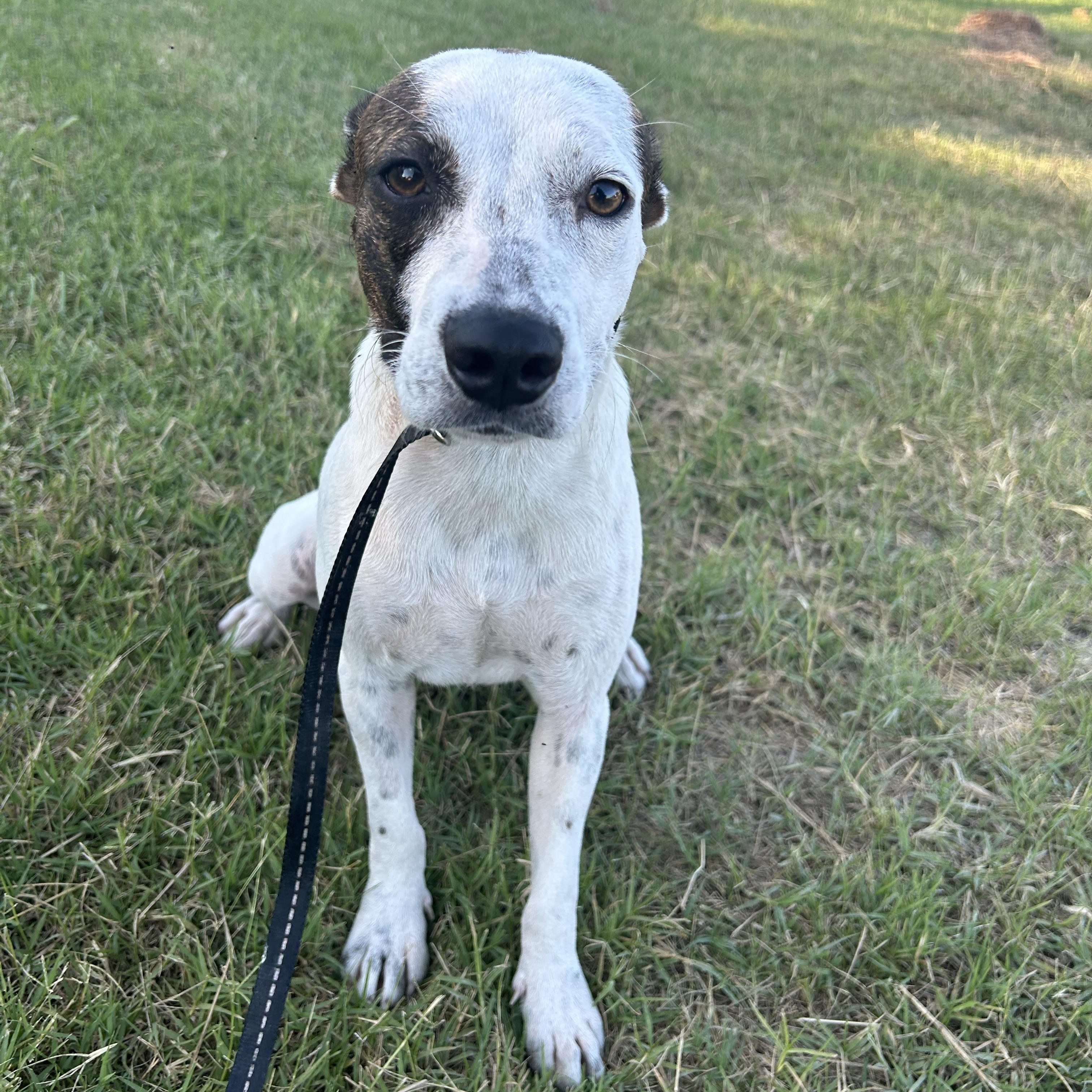 Angel, Adult Female Cattle Dog