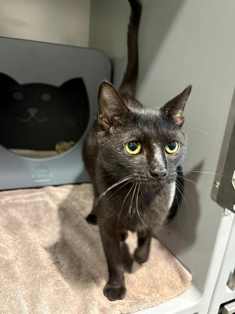 Enlarge SAGLE, a Adoptable Domestic Short Hair in Leesburg, VA image 1/1