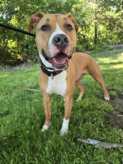 MOCHA, Adoptable, Adult Female Boxer & Mixed Breed.