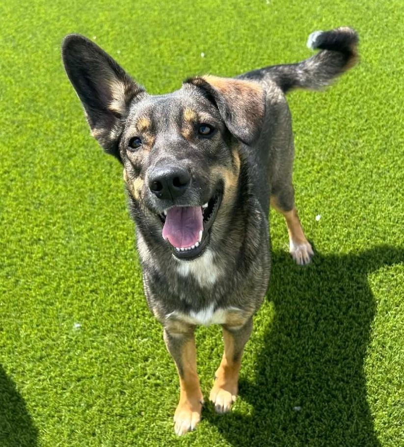 Brielle, ADOPTABLE, Young Female German Shepherd Dog & Mixed Breed.