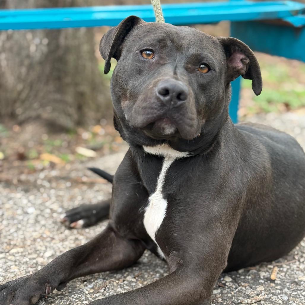 Enlarge Yams, a Adoptable mixed breed in Monroeville, AL image 1/6