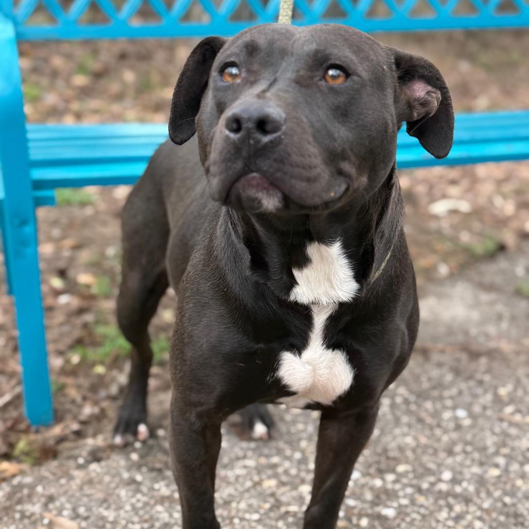 Enlarge Yams, a Adoptable mixed breed in Monroeville, AL image 2/6