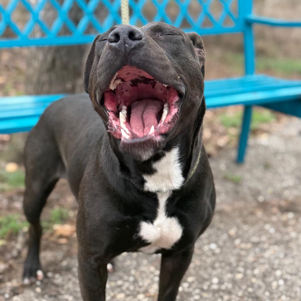 Enlarge Yams, a Adoptable mixed breed in Monroeville, AL image 3/6