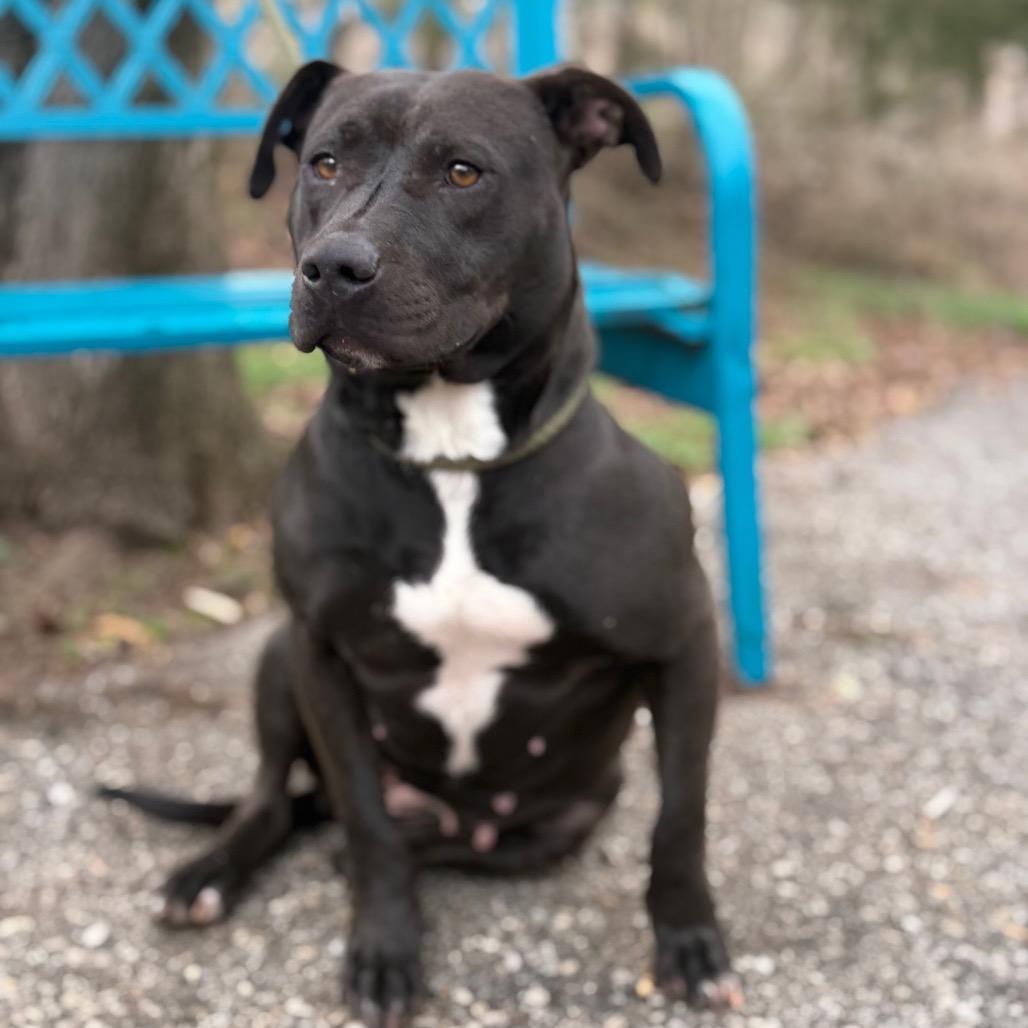 Enlarge Yams, a Adoptable mixed breed in Monroeville, AL image 5/6