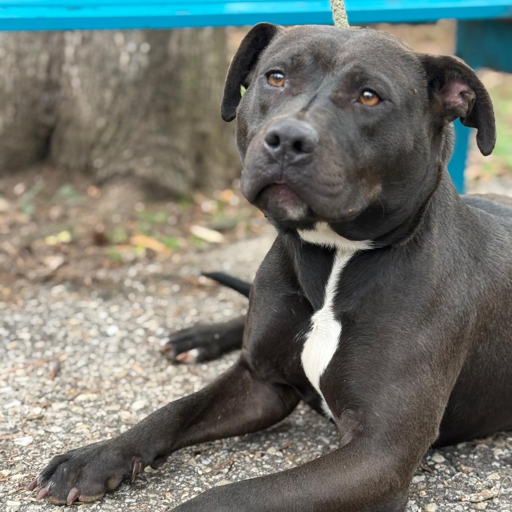 Enlarge Yams, a Adoptable mixed breed in Monroeville, AL image 6/6