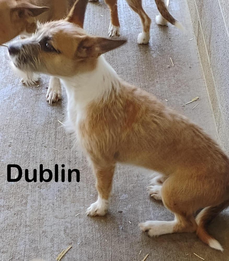 Enlarge Dublin, a Adoptable mixed breed in Bartlesville, OK image 1/2