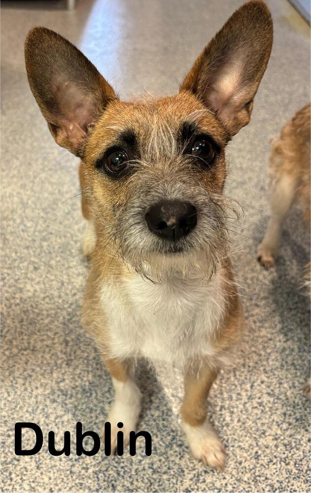 Enlarge Dublin, a Adoptable mixed breed in Bartlesville, OK image 2/2