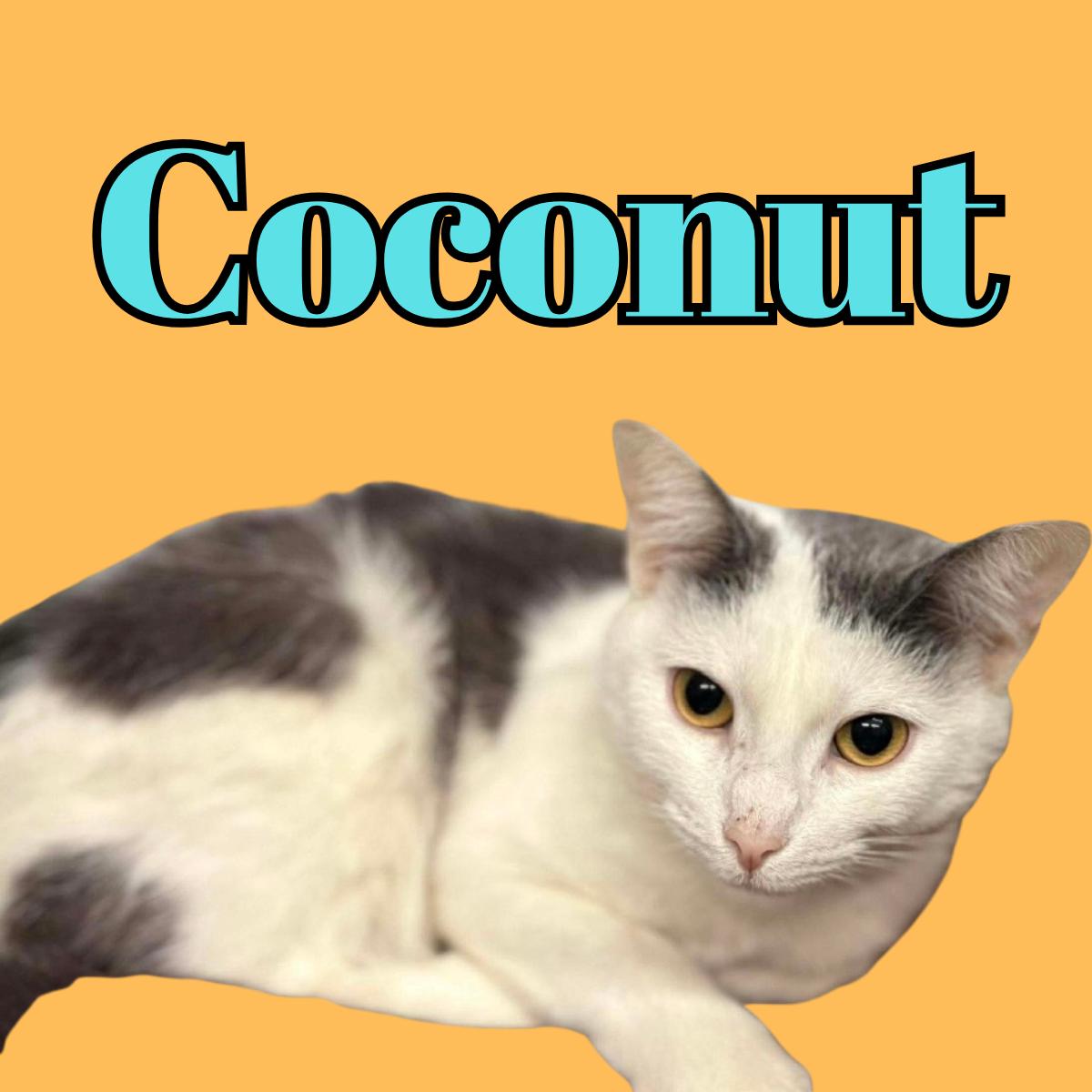 Coconut, ADOPTABLE, Adult Female Domestic Medium Hair.